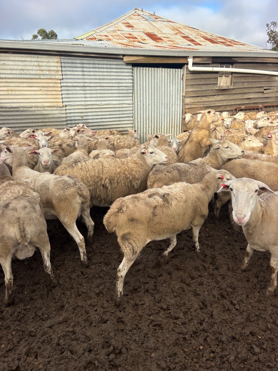 380 Kojak Breeders Best Ewes (AuctionsPlus), Borden WA - Agora Livestock listing OKVINGW