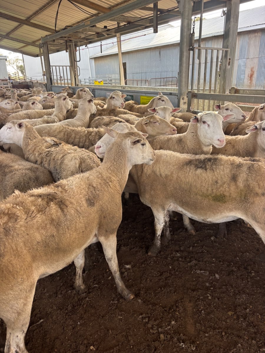 380 Kojak Breeders Best Ewes (AuctionsPlus), Borden WA - Agora Livestock listing OKVINGW