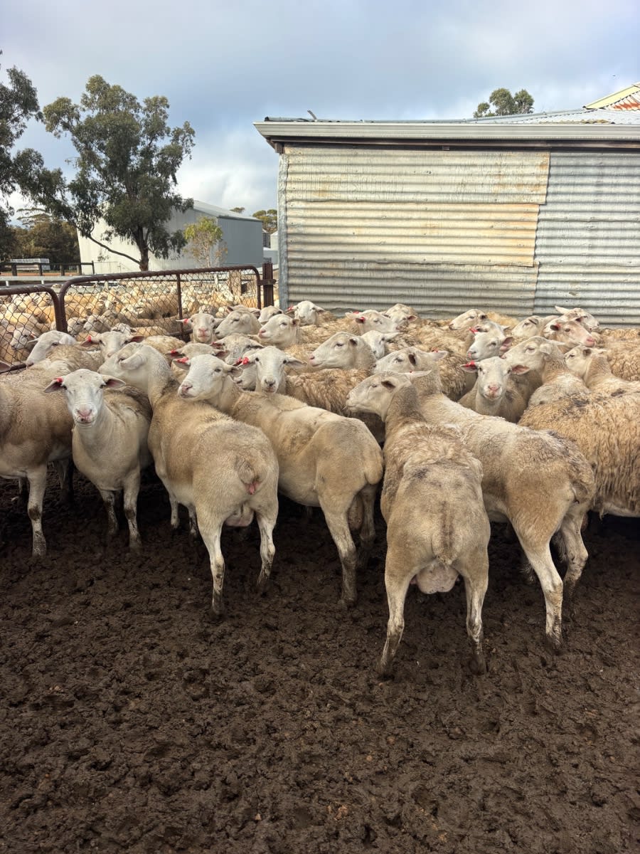 380 Kojak Breeders Best Ewes (AuctionsPlus), Borden WA - Agora Livestock listing OKVINGW