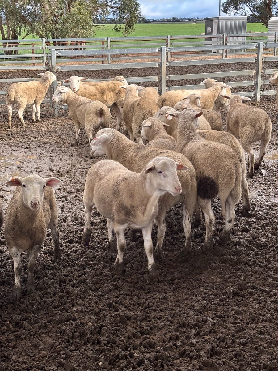 390 Kojak Mixed Sex Suckers (A+), Borden WA - Agora Livestock listing 6XZIR0X