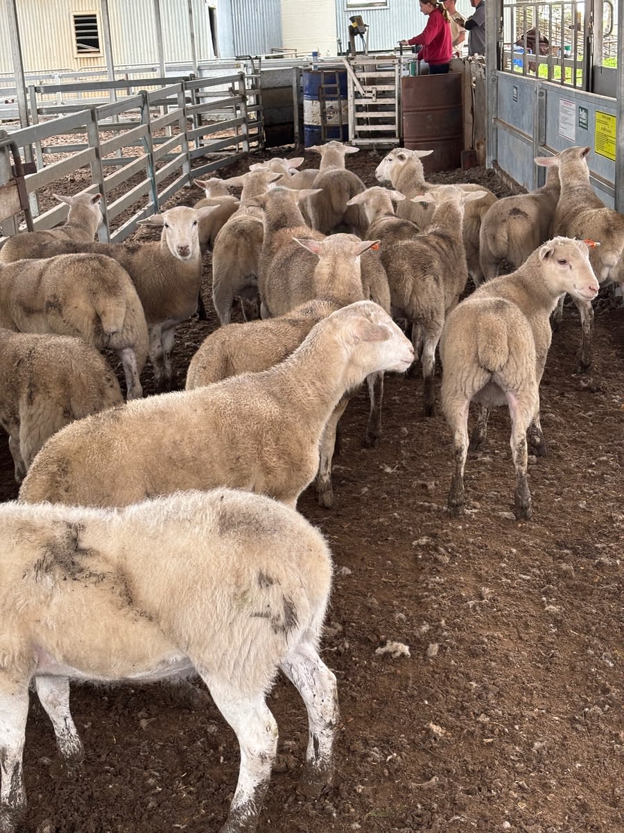 390 Kojak Mixed Sex Suckers (A+), Borden WA - Agora Livestock listing 6XZIR0X