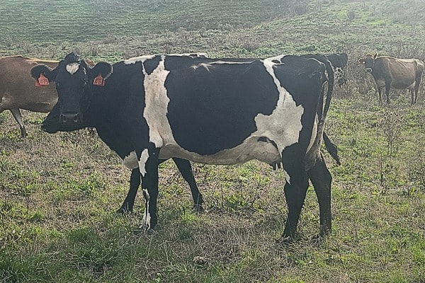 Colac Complete Dairy Dispersal Sale, Irrewarra VIC - Agora Livestock listing 3QOIO6R