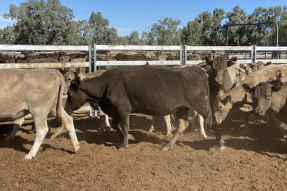 Forbes Sheep Sale Report - Agora Livestock