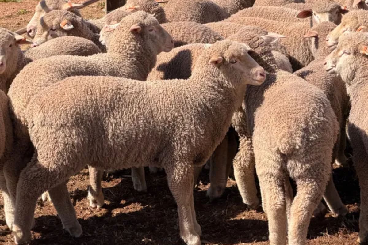 205 Poll Merino Wether Suckers, Eudunda SA - Agora Livestock listing PZPI06L