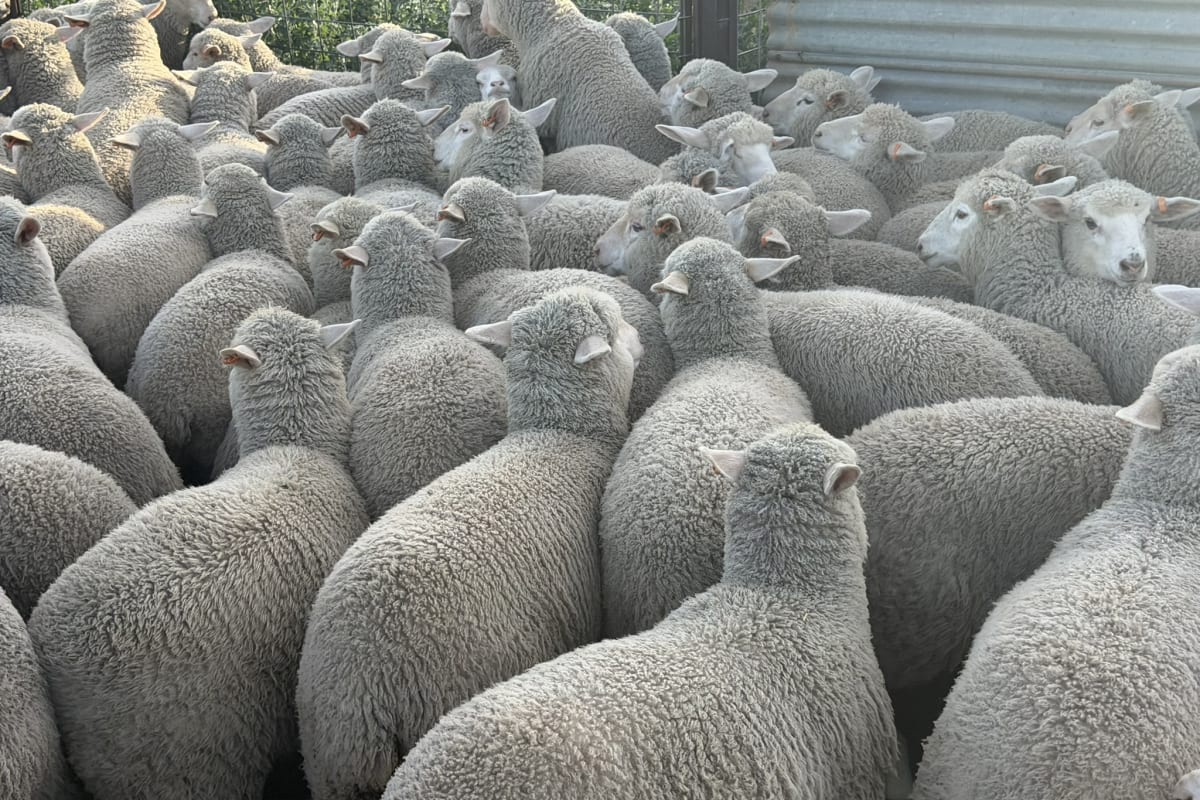 730 XB Store Lambs, Caliph SA - Agora Livestock listing 2YXIK3W