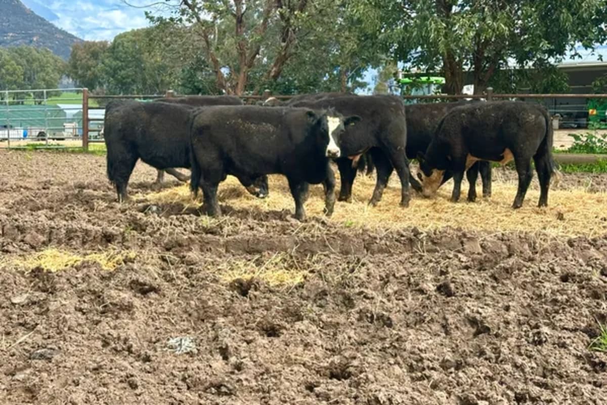8 Angus X Weaned Steers, Tintaldra VIC - Agora Livestock listing MKPIL13