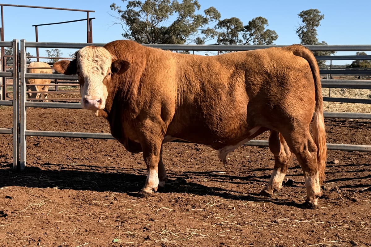 10 Hereford, Simmental, Charolias  Bulls, North Bungunya QLD - Agora Livestock listing WWPIVLD