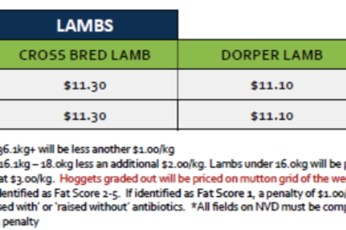 Lamb Grid 36 (1 Sep 26), Tamworth NSW - Agora Livestock listing 6XZIR4Q