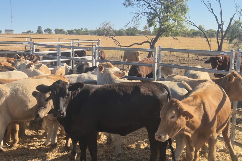 35 Vendor Bred Charolais, Angus & Santa Yearlings, Tammin WA - Agora Livestock listing 5LEI344