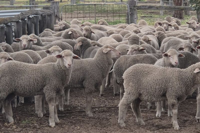 560 Purebred Merino Wether Lambs, Store Condition, Yilliminning WA - Agora Livestock listing 2YXI0DX