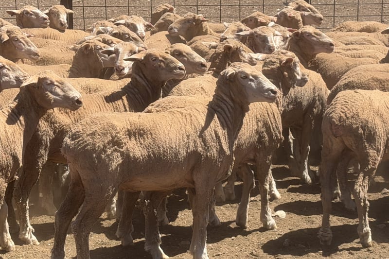 Purebred Merino Ewes, Old Ashrose Blood, 60kg Avg, Burra SA - Agora Livestock listing K2PCR5P