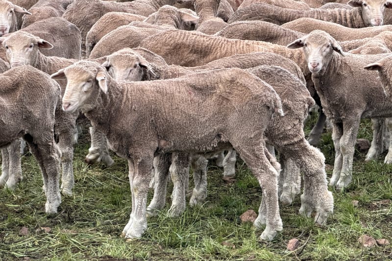 360 Poll Merino Wether Lambs, Rices Creek Blood, Neales Flat SA - Agora Livestock listing 1N0I7PD