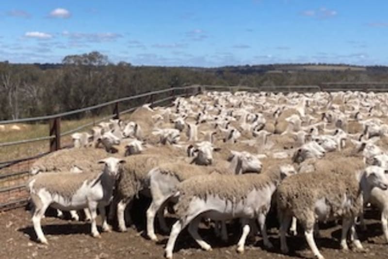 2000 Owner Bred Maternal Kojak Ewes ( Purple tag ) price amended to $270, Kojonup WA - Agora Livestock listing ER6I51X