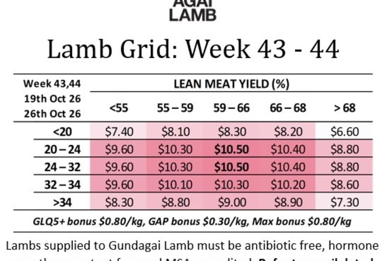 Lamb Grid: Week 43-44 (WC Oct 19 & 26), Gundagai NSW - Agora Livestock listing X5ZS7RV