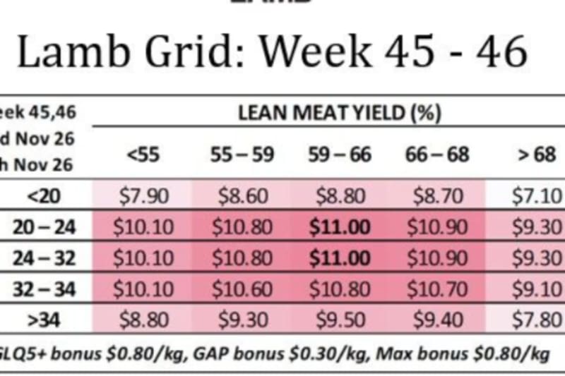 Lamb Grid : Week 45-46 ( WC Nov 2nd & 9th ), Gundagai NSW - Agora Livestock listing 1N0I7ZD