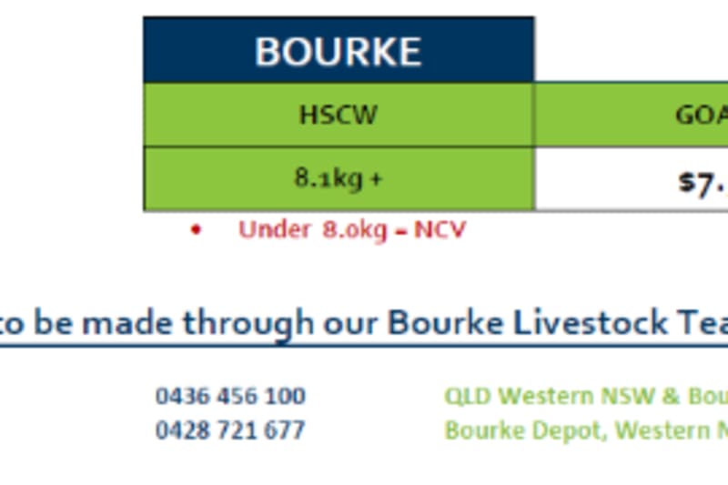 Bourke Goat Grid 43 ( 20 Oct 26), Bourke NSW - Agora Livestock listing ER6I5KN