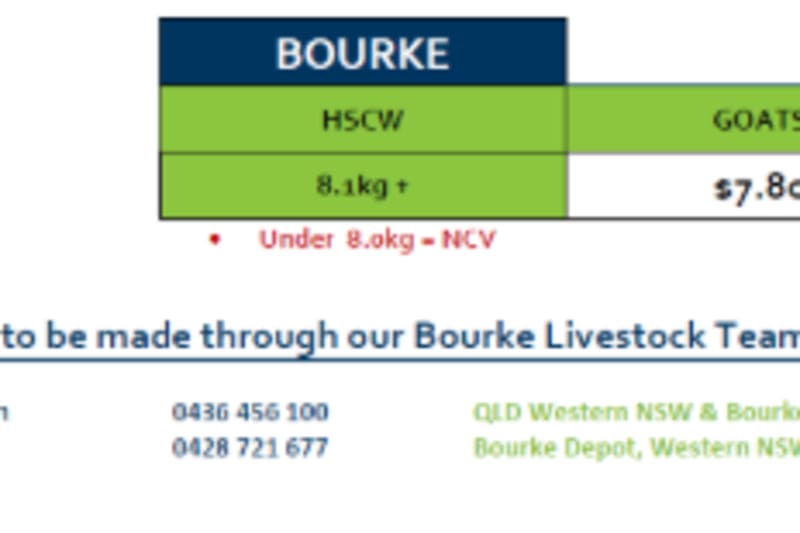 Bourke Goat Grid 44 ( 29 Oct 26), Bourke NSW - Agora Livestock listing ER6I5KN