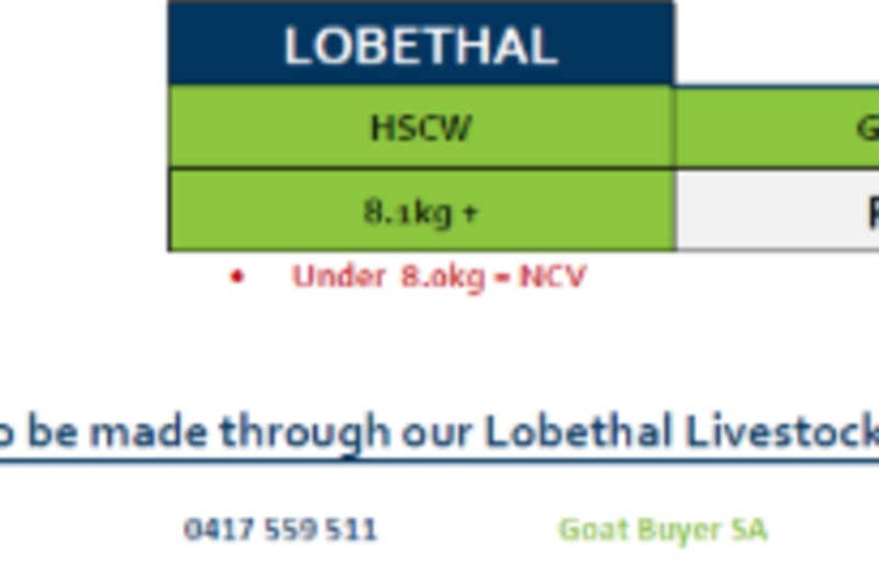 Lobethal Goat Grid 44 ( 29 Oct 26) POA, Lobethal SA - Agora Livestock listing QVPIL71