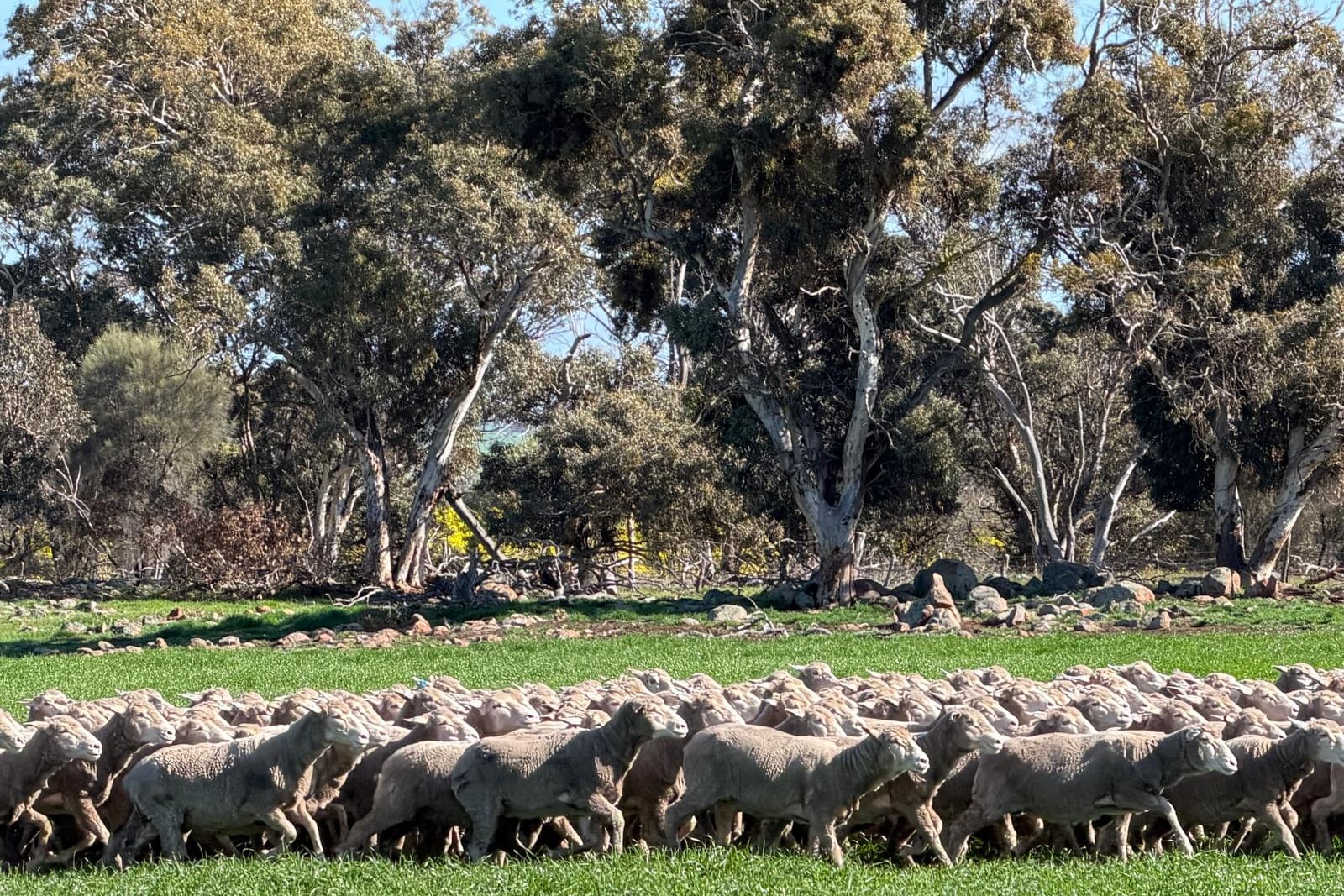 300 NSM/Unjoined MPM Merino / Merino Tech / Moojepin Performance bred Ewes, Vendors Property WA - Agora Livestock listing 01KA0QW