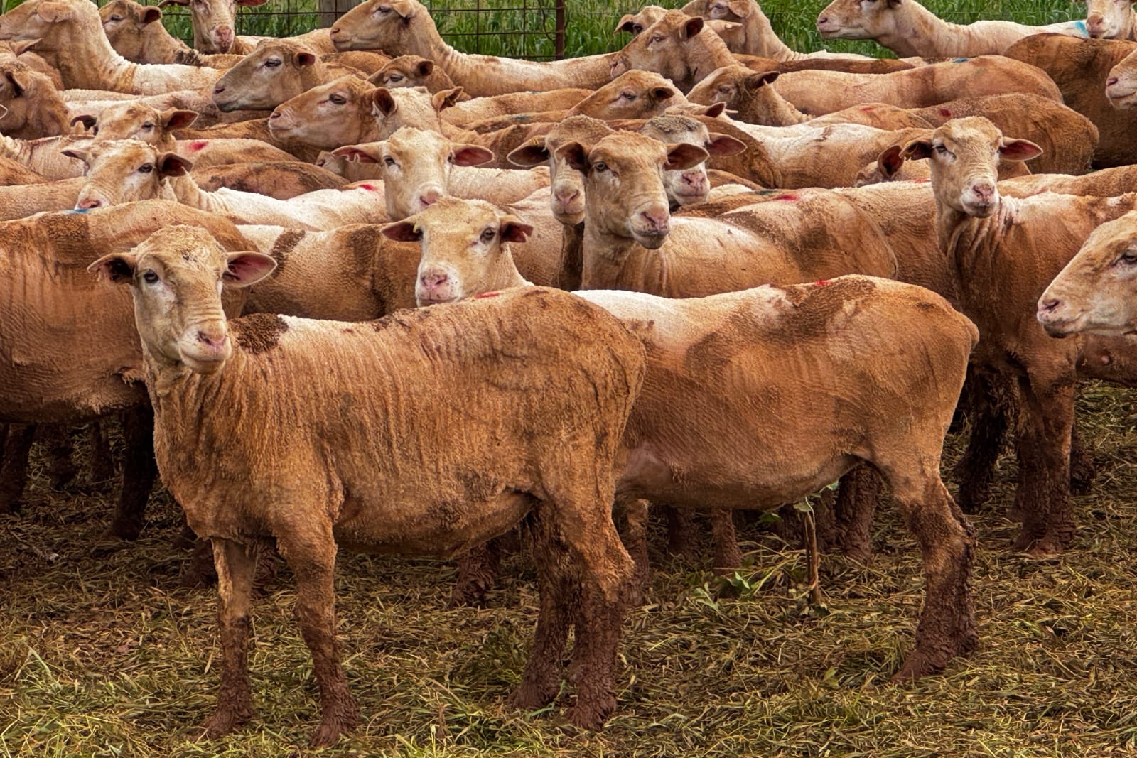 712 SIL MPM Merino Ewes (AuctionsPlus), Melrose SA - Agora Livestock listing 7NLIDQN