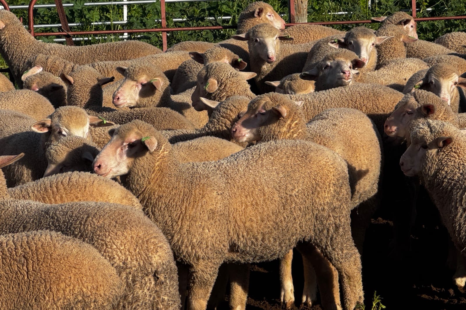 400 Mixed Sex Suckers, Mindarie SA - Agora Livestock listing 7NLIDQR