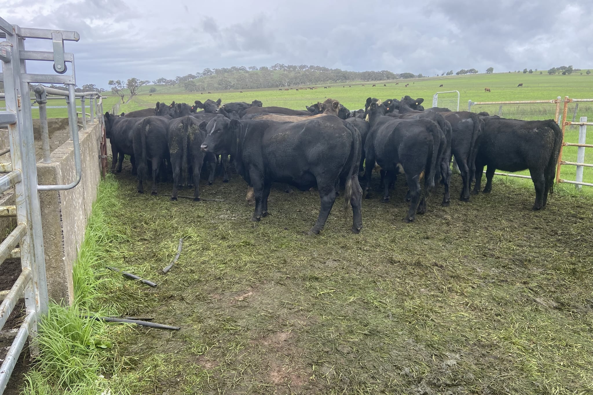 35 PTIC Angus & Crossbred Breeders, Calving June, Back Valley SA - Agora Livestock listing 7NLIDPN