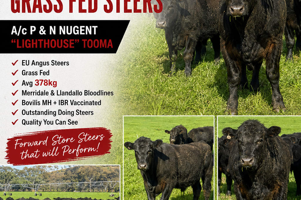 58 Purebred Angus Weaner Steers, EU & Greenham Accredited, Corryong VIC - Agora Livestock listing K2PCLXL
