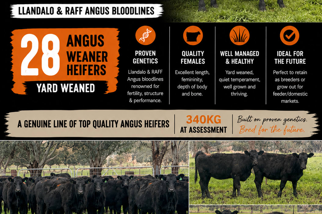 Vendor-Bred Angus Weaner Heifers, Llandalo Genetics, Cudgewa VIC - Agora Livestock listing K2PCLKL