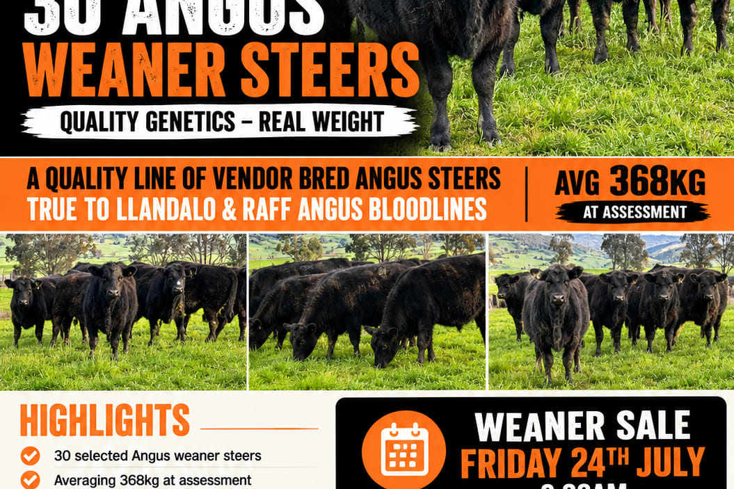 30 Vendor-Bred Angus Weaner Steers, Llandalo & RAFF Bloodlines, Cudgewa VIC - Agora Livestock listing 2YXIKGW