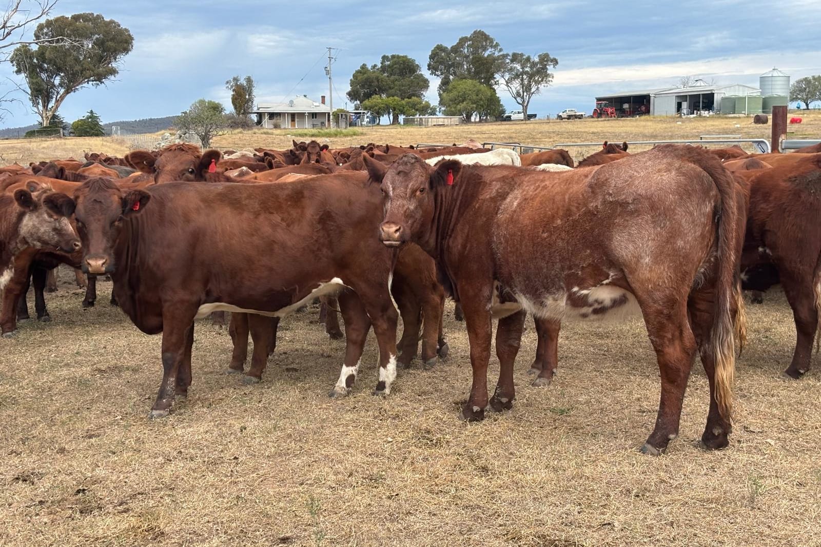 108 PTIC Shorthorn Heifers, Spry Blood, Vendor Bred, Gulgong NSW - Agora Livestock listing 6XZIRDX