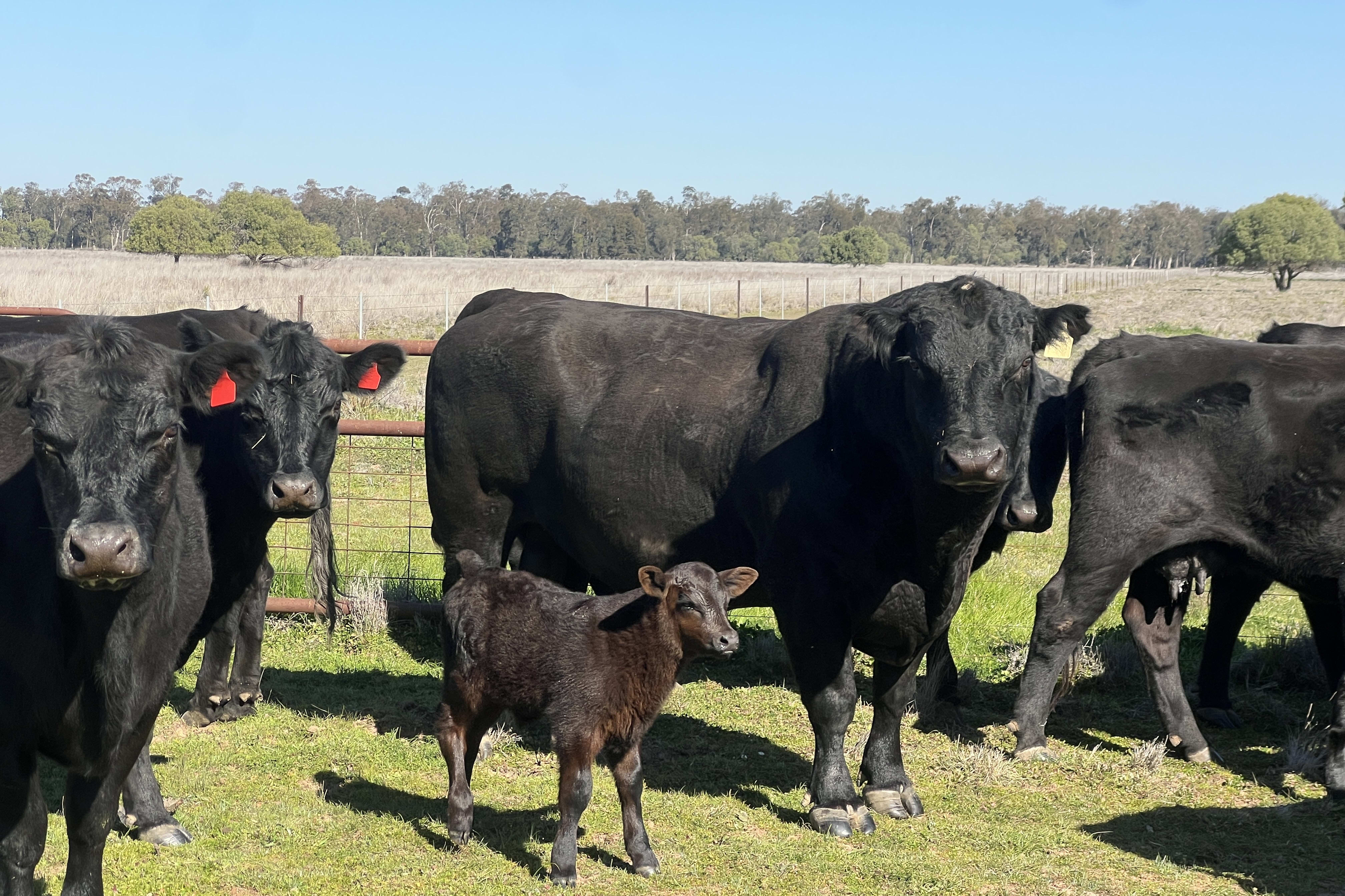 Reliable Purebred Angus Breeding Bull, Pilliga NSW - Agora Livestock listing PZPI0EL