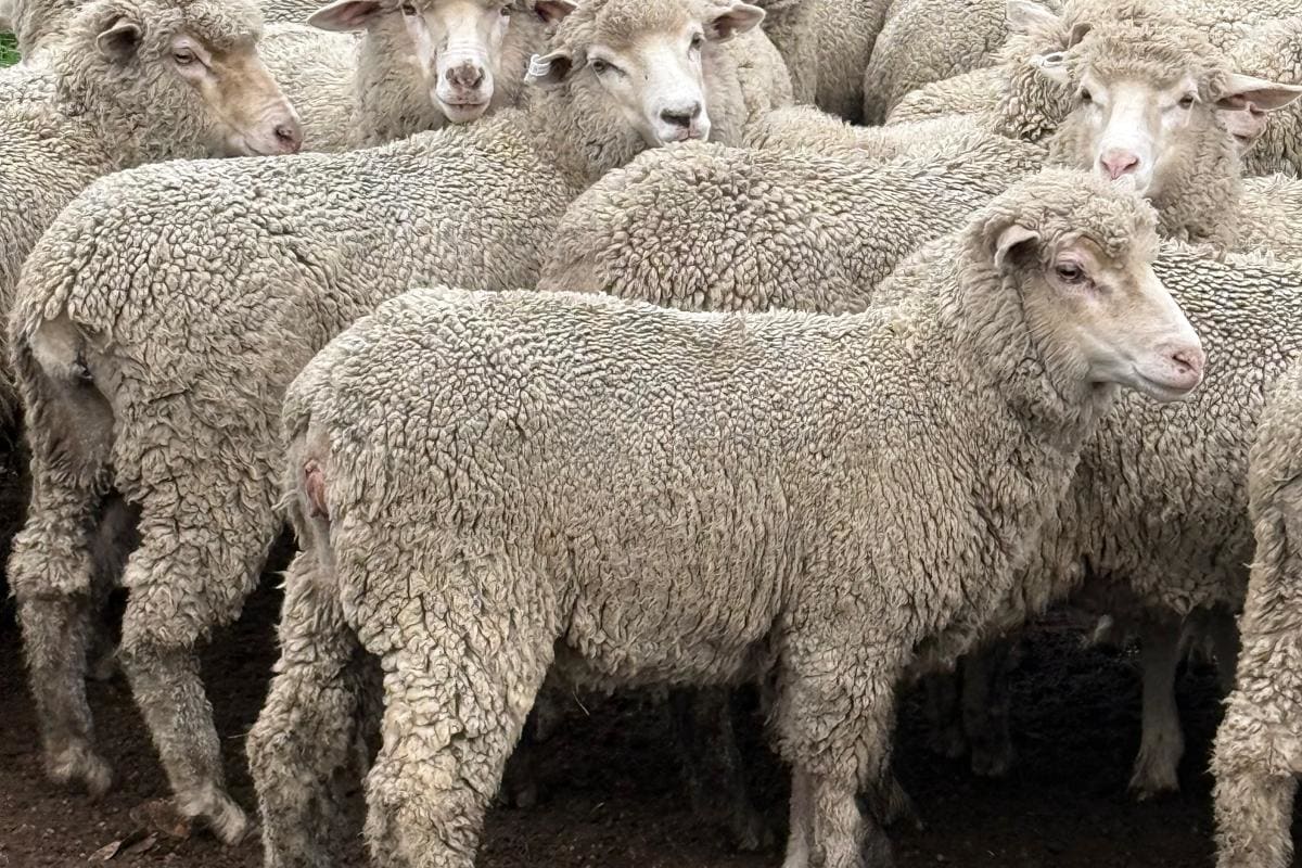 250 Corriedale-Merino x Ewe Lambs, Bibra Lake WA - Agora Livestock listing DVOIDWL