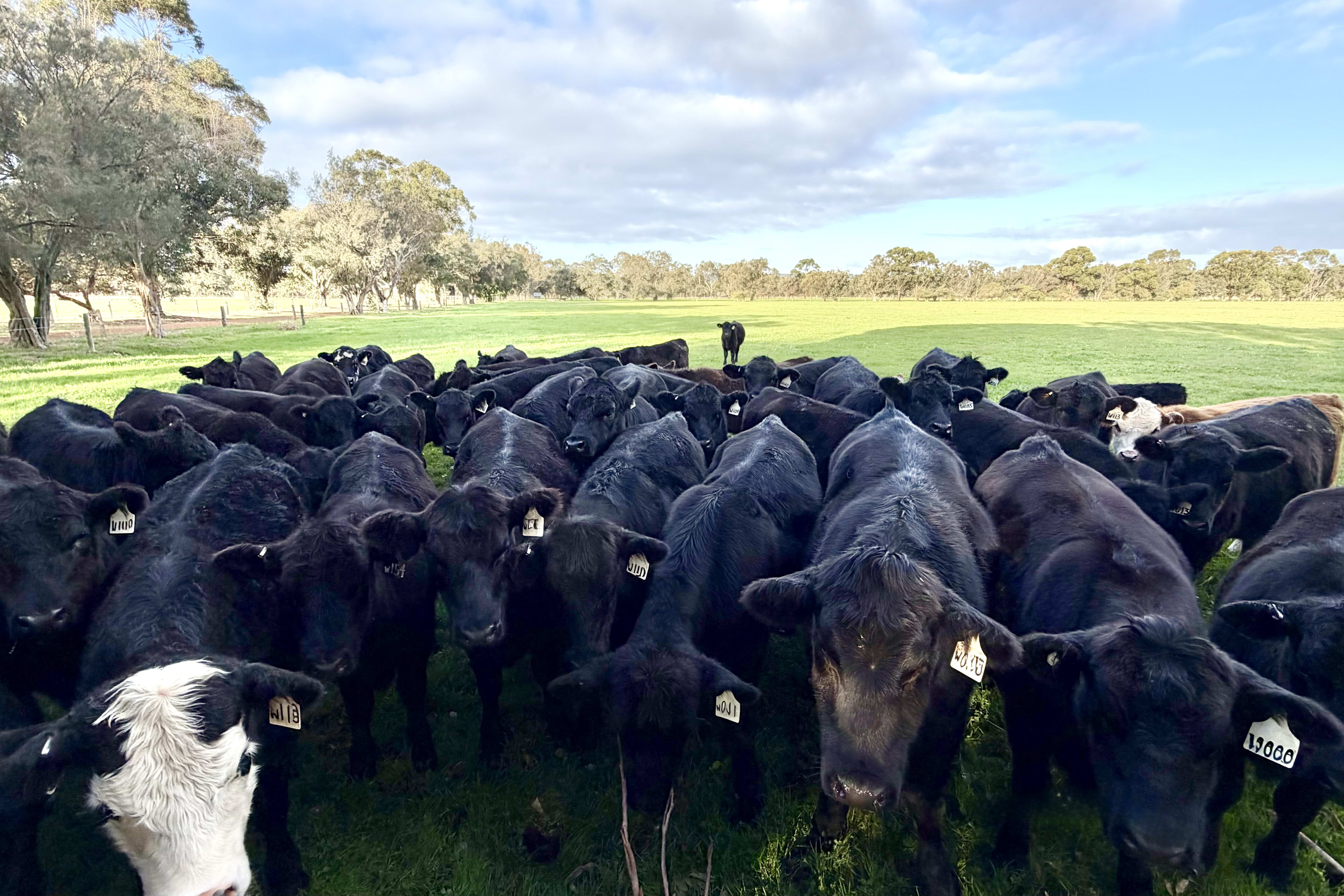 60 Well-Bred Angus, BB & Hereford Weaner Heifers, Waroona WA - Agora Livestock listing OKVINZW