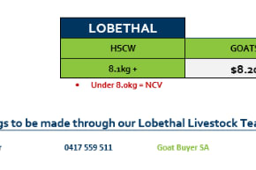 Lobethal Goats Grid 30 ( 20 July 26), Lobethal SA - Agora Livestock listing QVPIL71