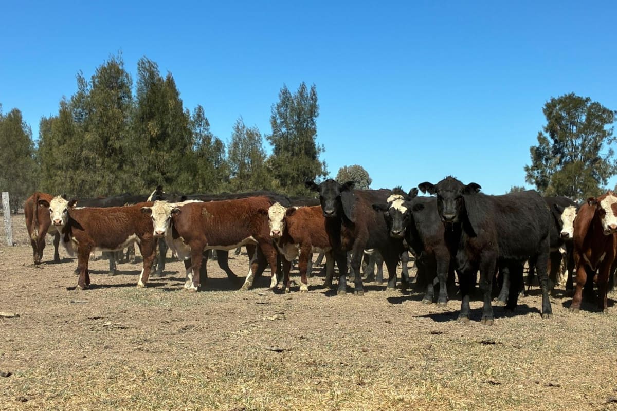 396 EU Steers & Heifers, Goondiwindi QLD - Agora Livestock listing LKPIZDY