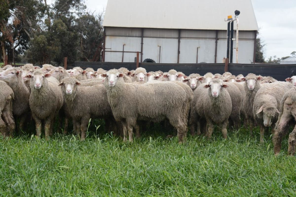 900 MPM Merino Performance Ewes 2024 - 2025 drop, Wedgecarrup WA - Agora Livestock listing 4Z6ID1Y