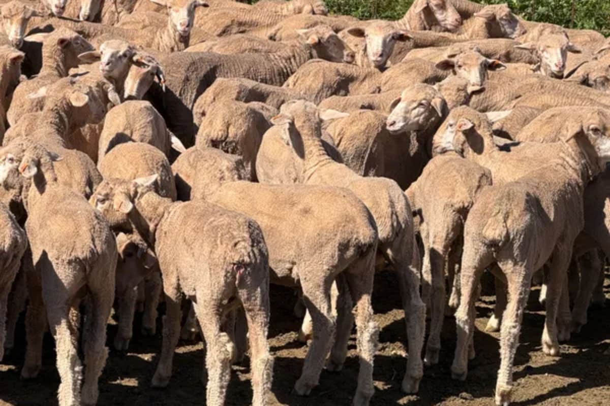 131 Merino Wether Lambs, Ceduna SA - Agora Livestock listing Z0GBWGL