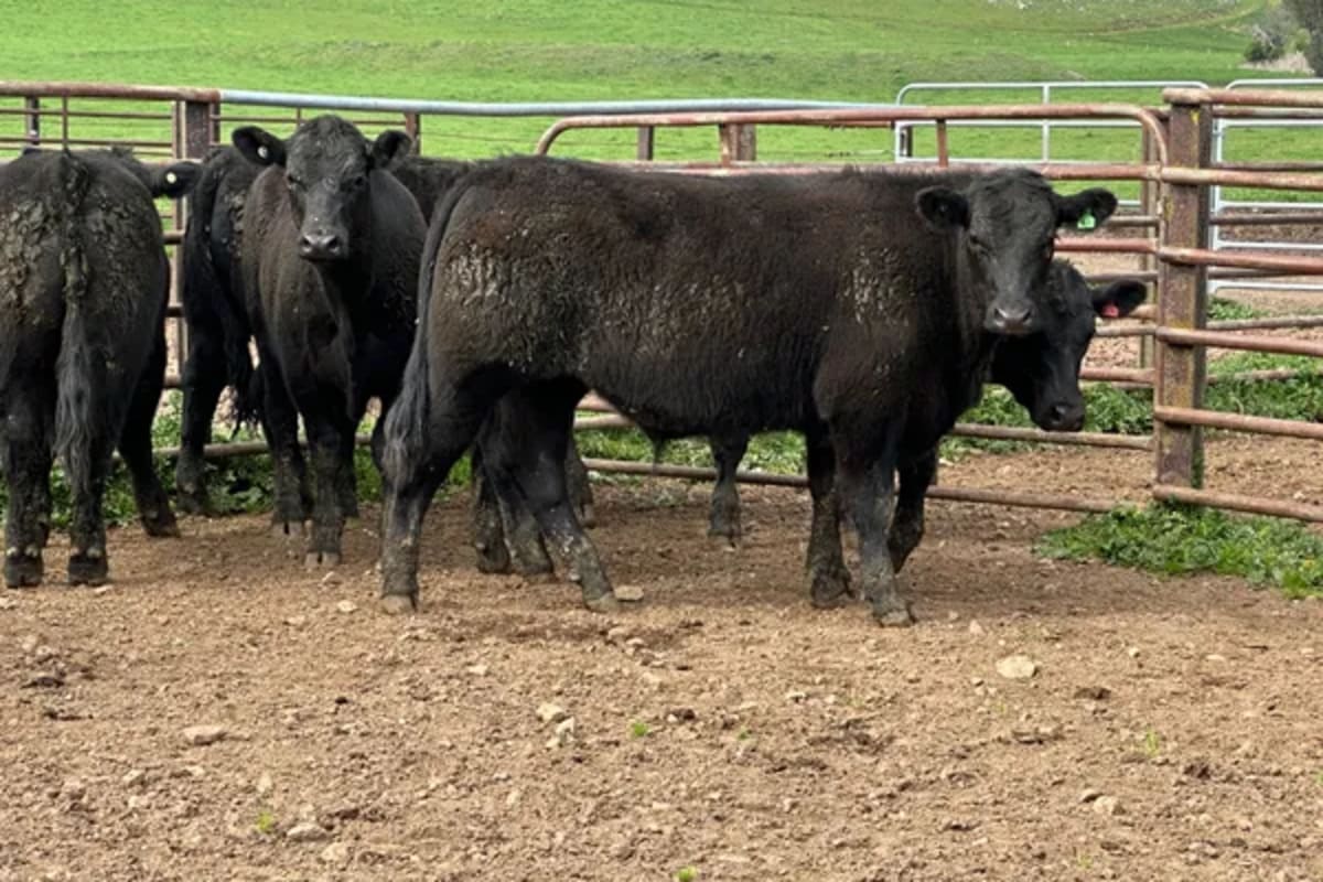 8 Angus Weaned Steers, Tintaldra VIC - Agora Livestock listing DVOIDOK