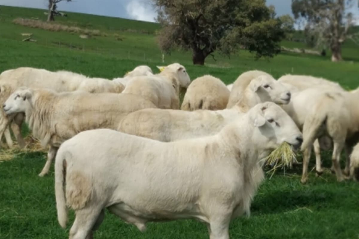 20 Purebred Australian White Stud Rams For Sale, MUDGEGONGA VIC - Agora Livestock listing R2PC7LE