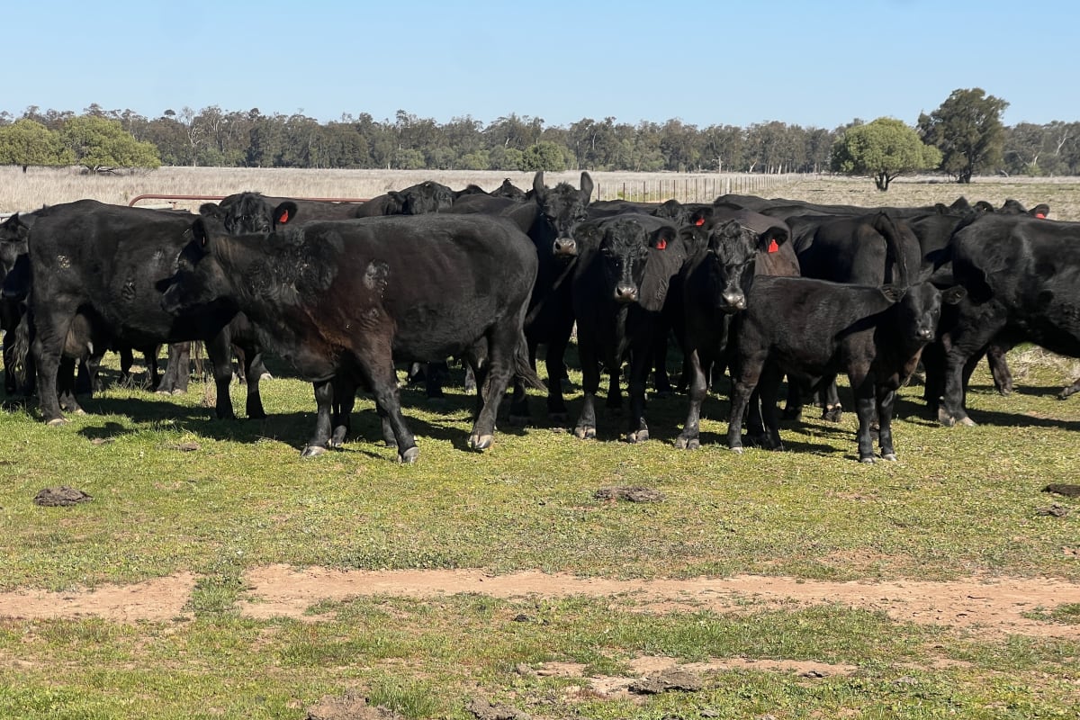 Quiet Purebred Angus Cows with Fresh Calves at Foot, Pilliga NSW - Agora Livestock listing 7NLID3R
