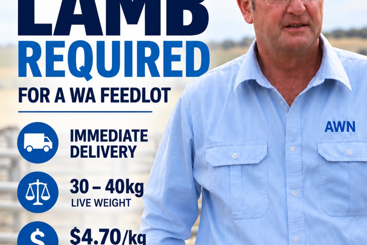 WA Feeder lamb required for AWN -WA feedlot client, Bibra Lake WA - Agora Livestock listing 7NLIDEY