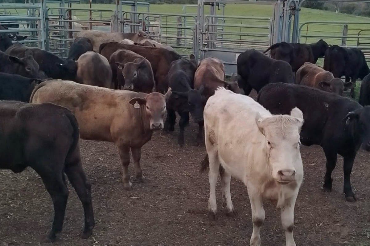 65 Murray Grey WA Pastoral Bos x Heifers, Bibra Lake WA - Agora Livestock listing Y4LU5LM