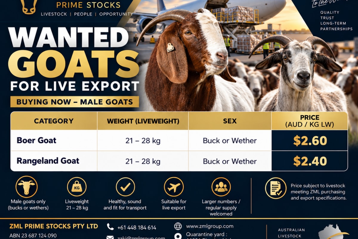 Wanted Male Goat, Finley NSW - Agora Livestock listing VDPIEOR