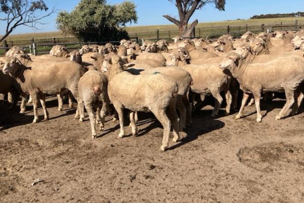255 Outstanding WA Ewes for sale, Kellerberrin WA - Agora Livestock listing QVPILD2