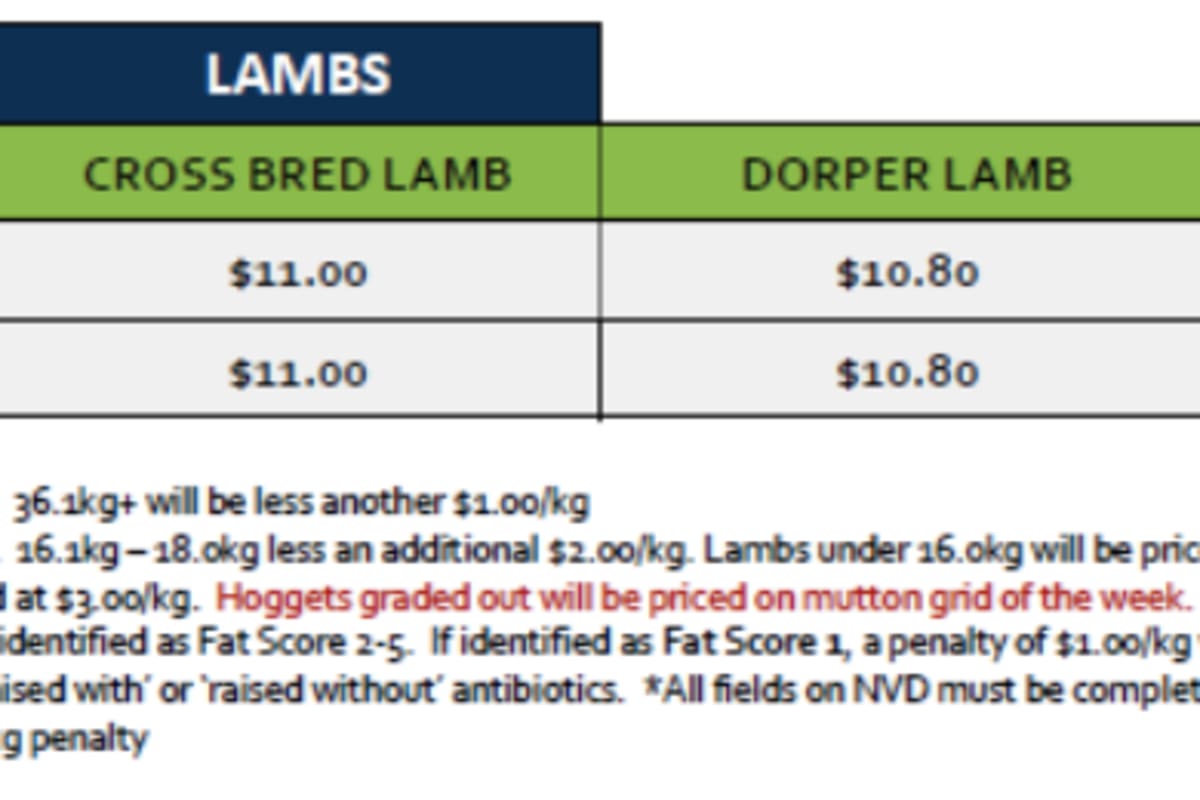 Lamb Grid 36 (1 Sep 26), Stawell VIC - Agora Livestock listing QVPILRN
