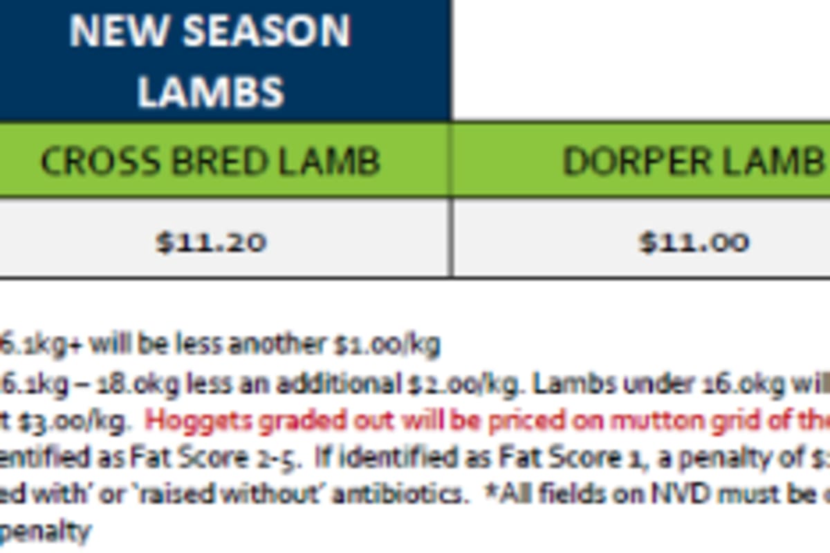 Stawell New Season Lamb Grid 38 (16 Sep 26) " NEW SEASON LAMBS ", Stawell VIC - Agora Livestock listing QVPILRN