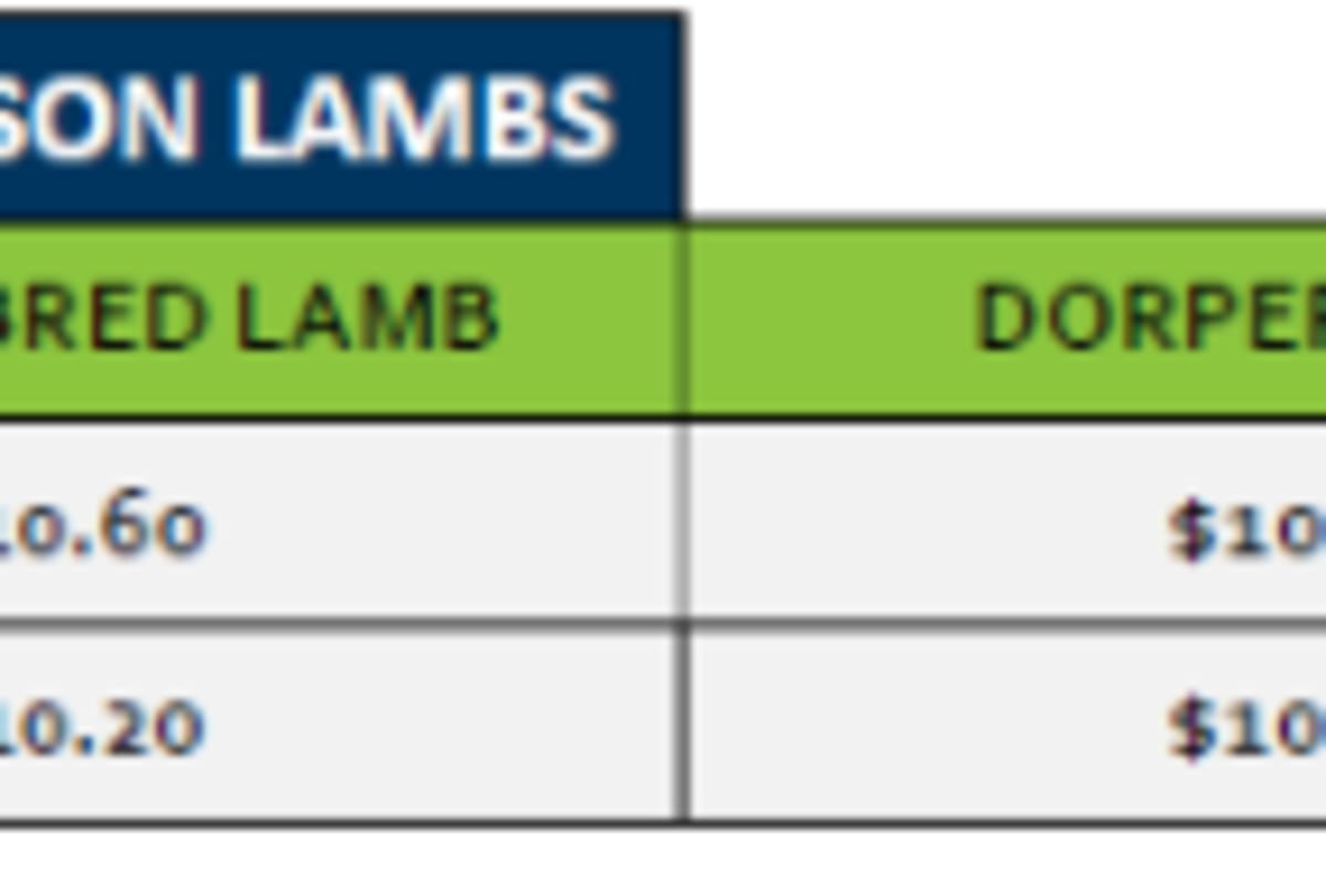 Lobethal Old Season Lamb Grid 39 ( 22 Sep 26), Lobethal SA - Agora Livestock listing R2PC7EE