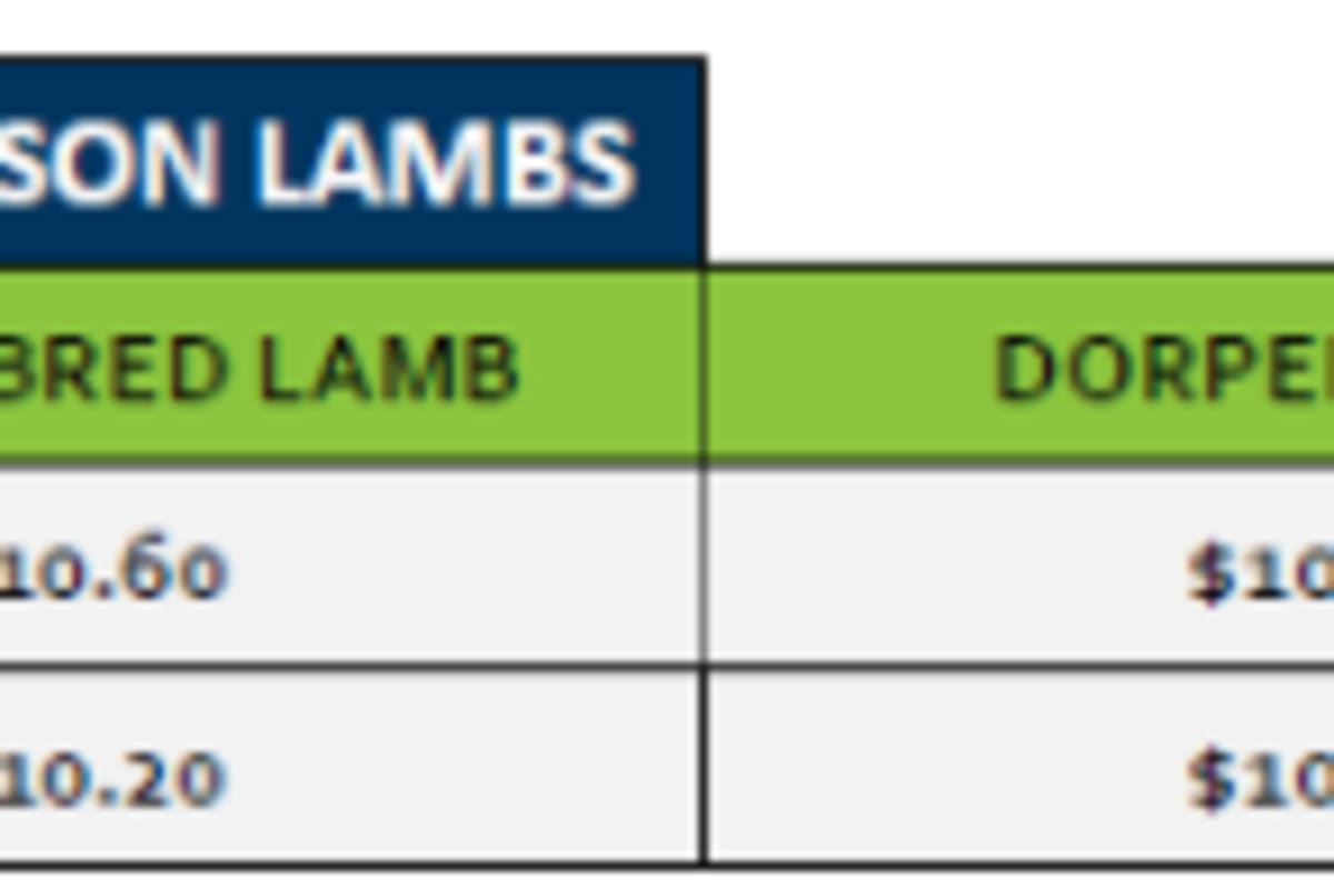 Stawell Old season Lamb Grid 39 ( 22 Sep 26 ), Stawell VIC - Agora Livestock listing 2YXIKLW