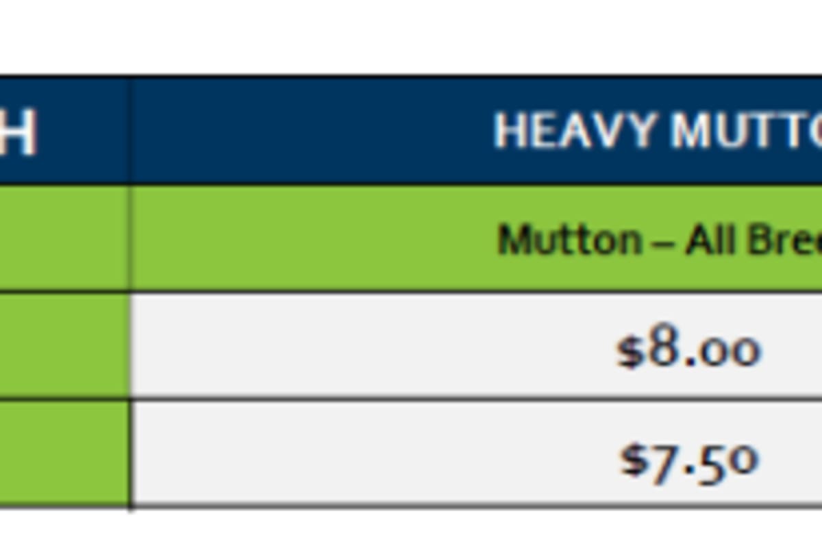 Tamworth Mutton Grid 40 (29 Sep 26), Tamworth NSW - Agora Livestock listing Y4LU506