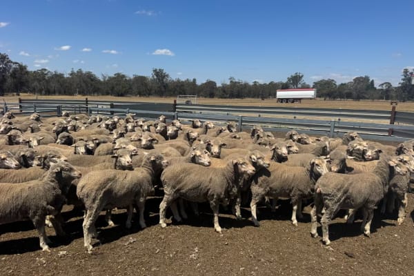 826 Purebred Merino Ewes, Heavy Wool Cutters, Katanning WA - Agora Livestock listing K2PCLMO